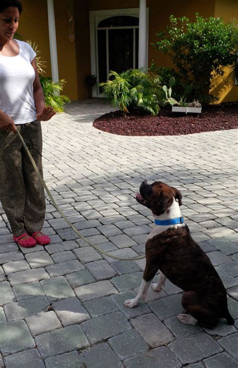 dog training elite locations|dog training new port richey.